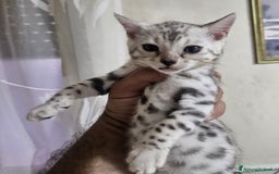 Bengala gatti in vendita: Gatto bengala  a Città metropolitana di Roma Capitale - Immagine 7