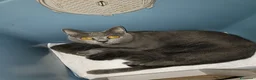 Certosino gatti in vendita: Cuccioli di certosino PURISSIMI  - Annuncio 15
