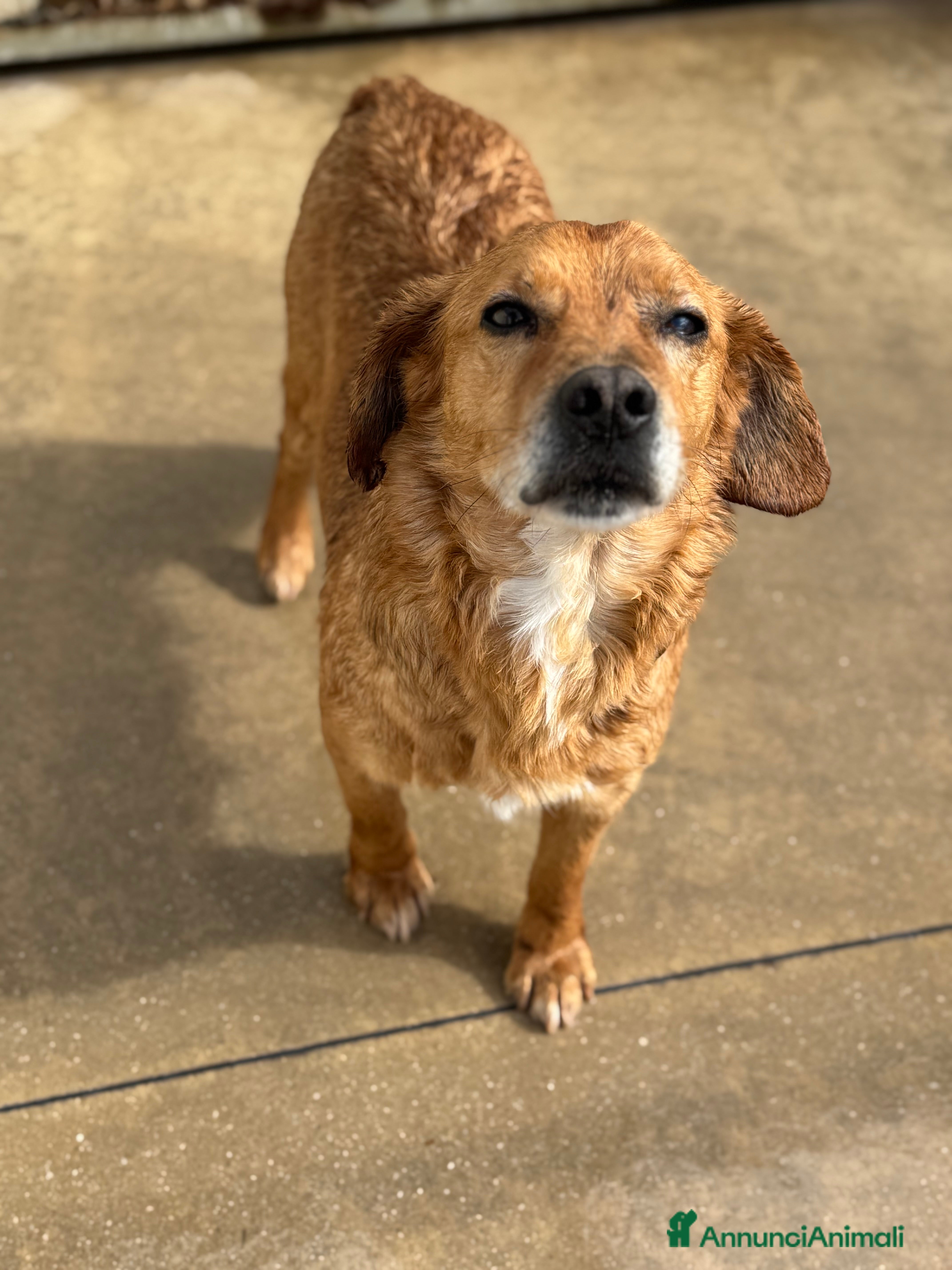 Meticcio cani Poli dolcissimo maschio in canile 7 anni 12kg - Annuncio 1