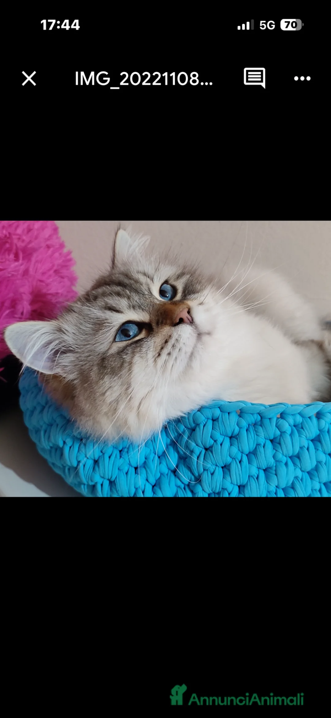 Siberiano gatti in vendita: Gatto siberiano maschio adulto - Annuncio 1