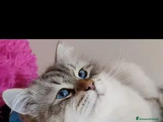 Siberiano gatti Gatto siberiano maschio adulto - Annuncio 2