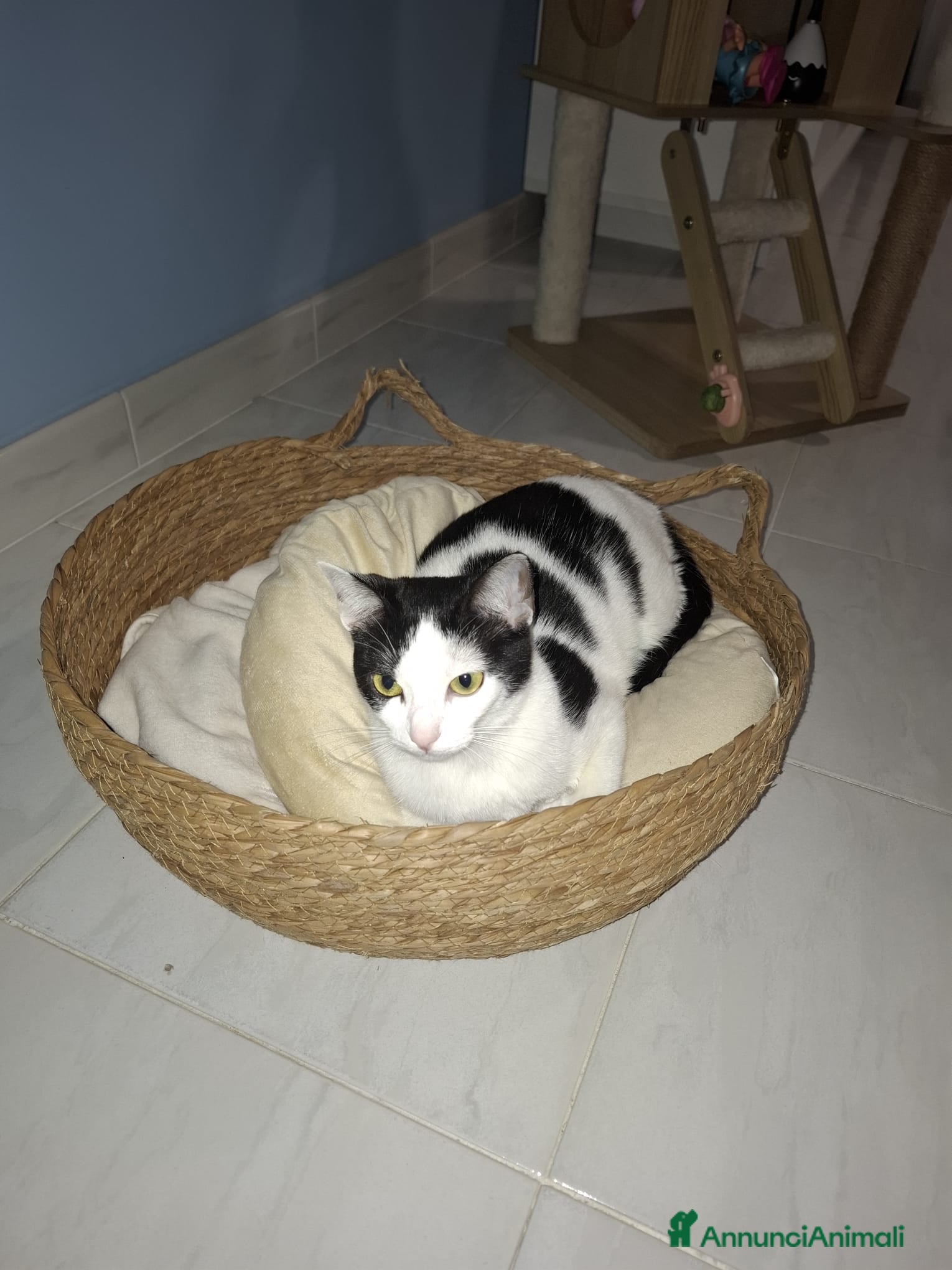 Meticcio gatti GATTA - Annuncio 5