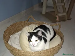 Meticcio gatti GATTA - Annuncio 5