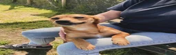 Meticcio cani in regalo: Valentina , simil pincher - Annuncio 8