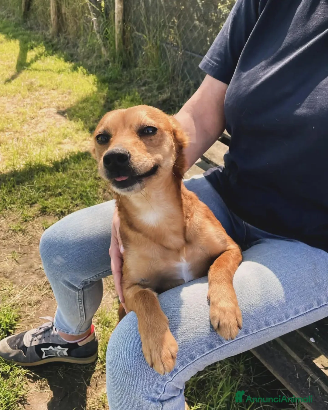 Meticcio cani in regalo: Valentina , simil pincher - Annuncio 8