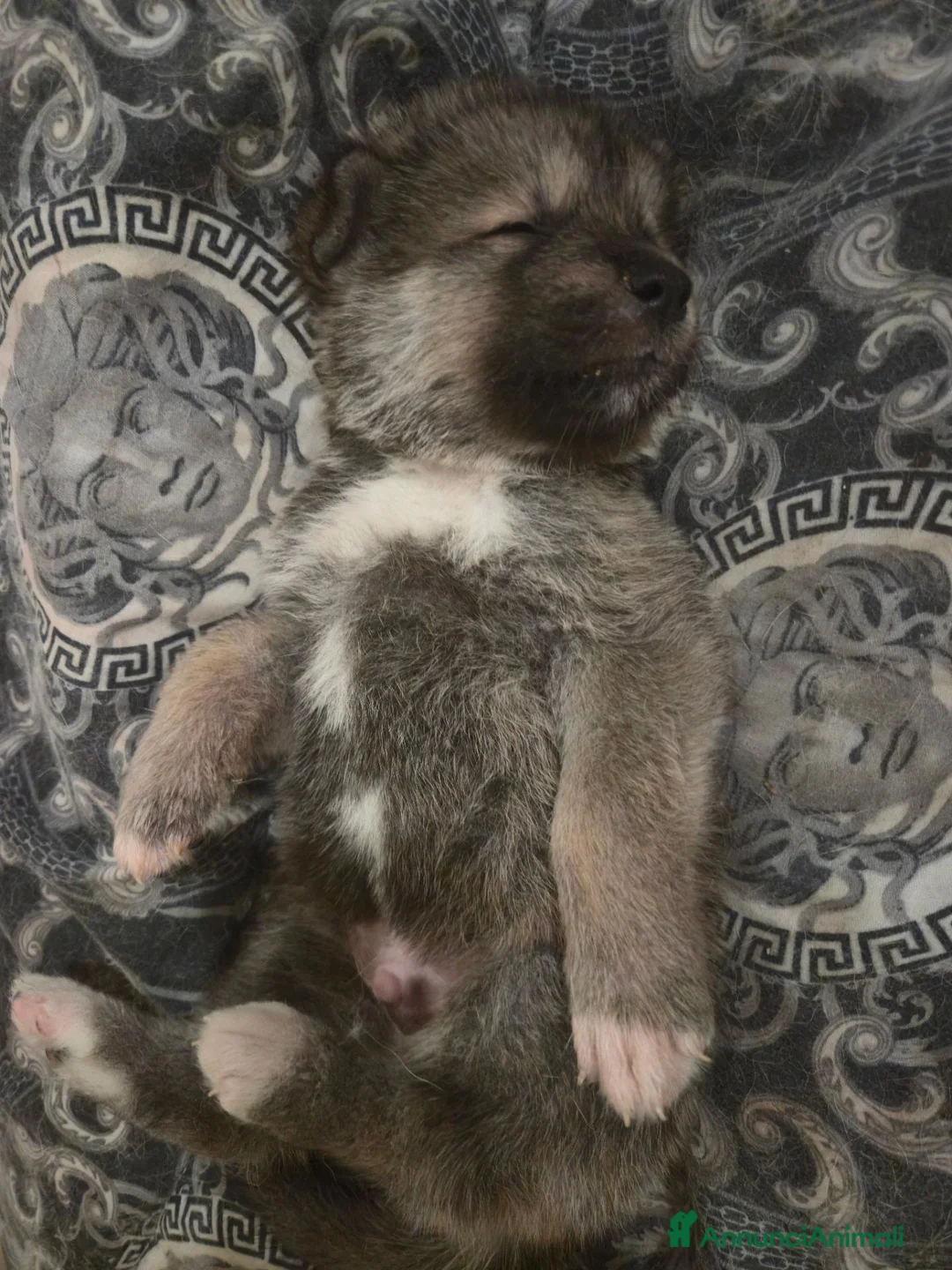 Akita Inu cani in vendita: Cuccioli di Akita Inu a Città metropolitana di Milano - Annuncio 2