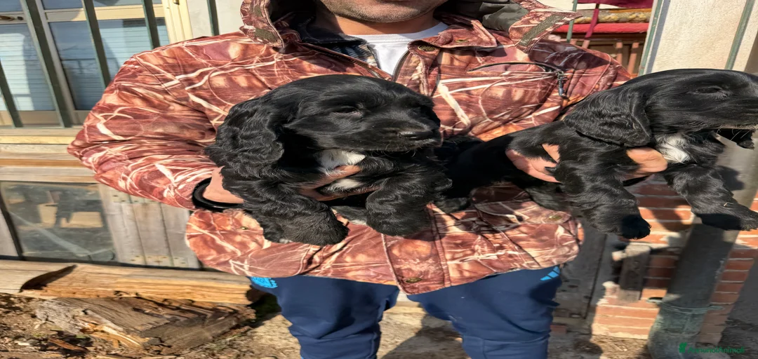 Immagine della galleria {{count}}