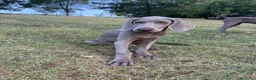 Weimaraner cani in vendita: MERAVIGLIOSA CUCCIOLA di WEIMARANER  - Annuncio 2