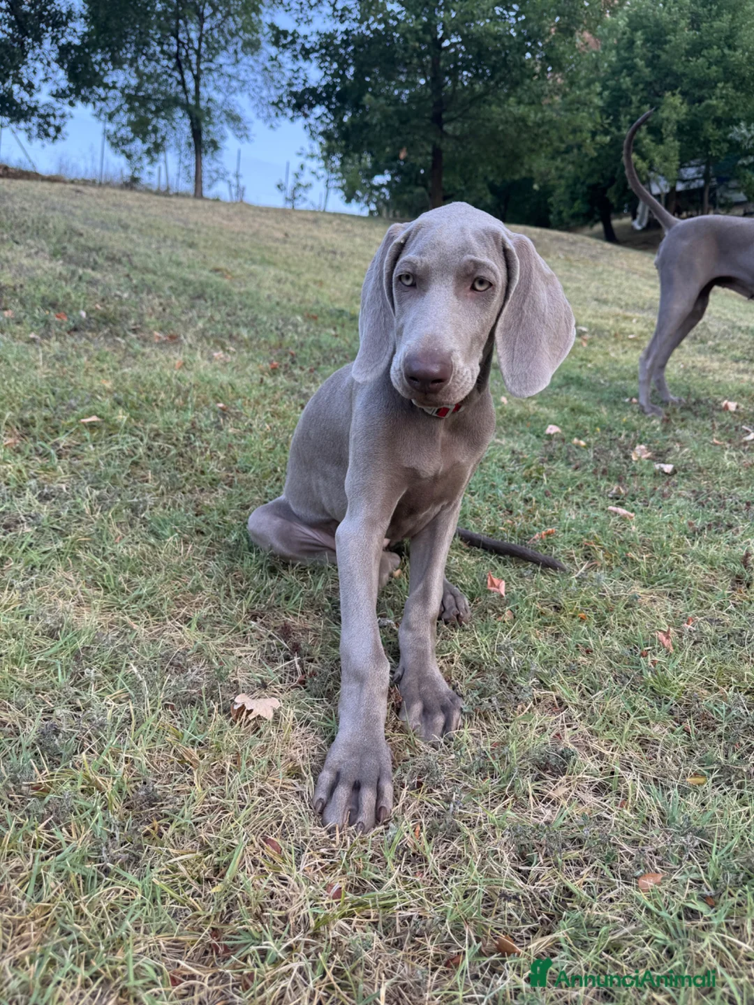 Weimaraner cani in vendita: MERAVIGLIOSA CUCCIOLA di WEIMARANER  - Annuncio 2