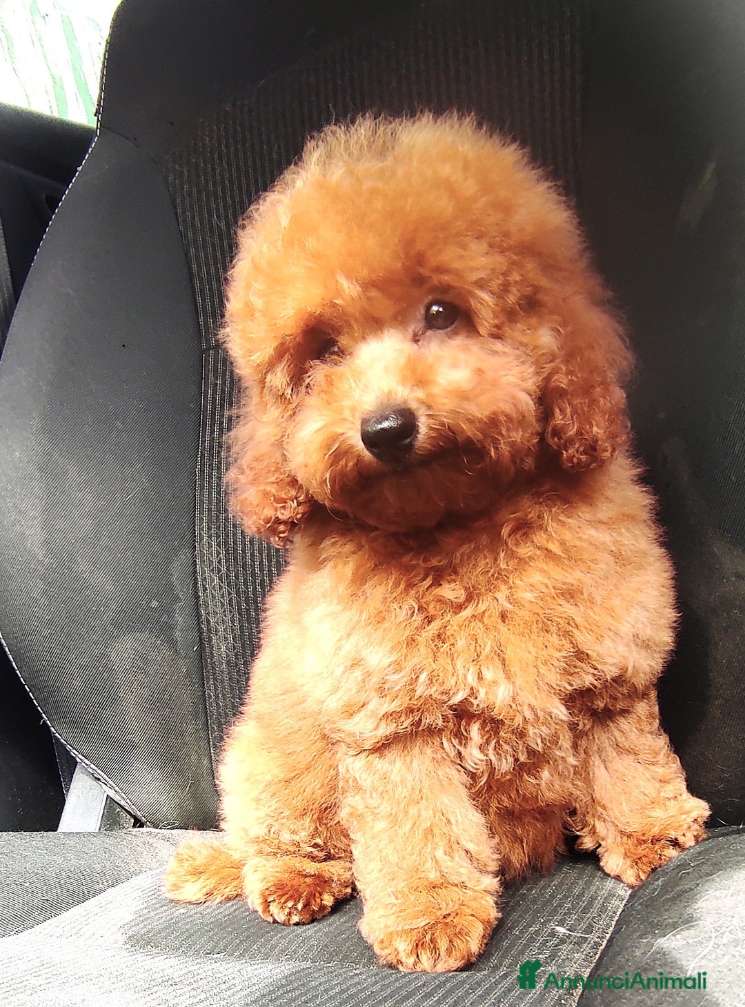 Barboncino cani in vendita: Barboncini Nani disponibili con Pedigree ENCI  - Annuncio 10