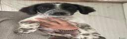Meticcio cani in regalo: FRATELLO E SORELLA a Città metropolitana di Milano - Annuncio 5