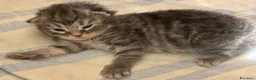 Siberiano gatti in vendita: cuccioli di gatto siberiano ANFI - Annuncio 11