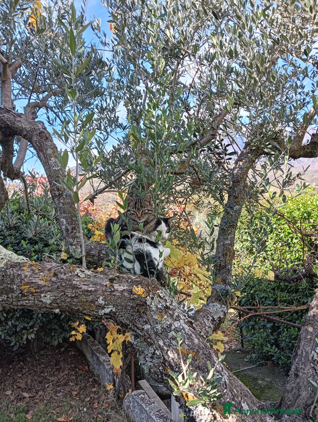 Europeo gatti in regalo: Gatti ni  - Annuncio 4