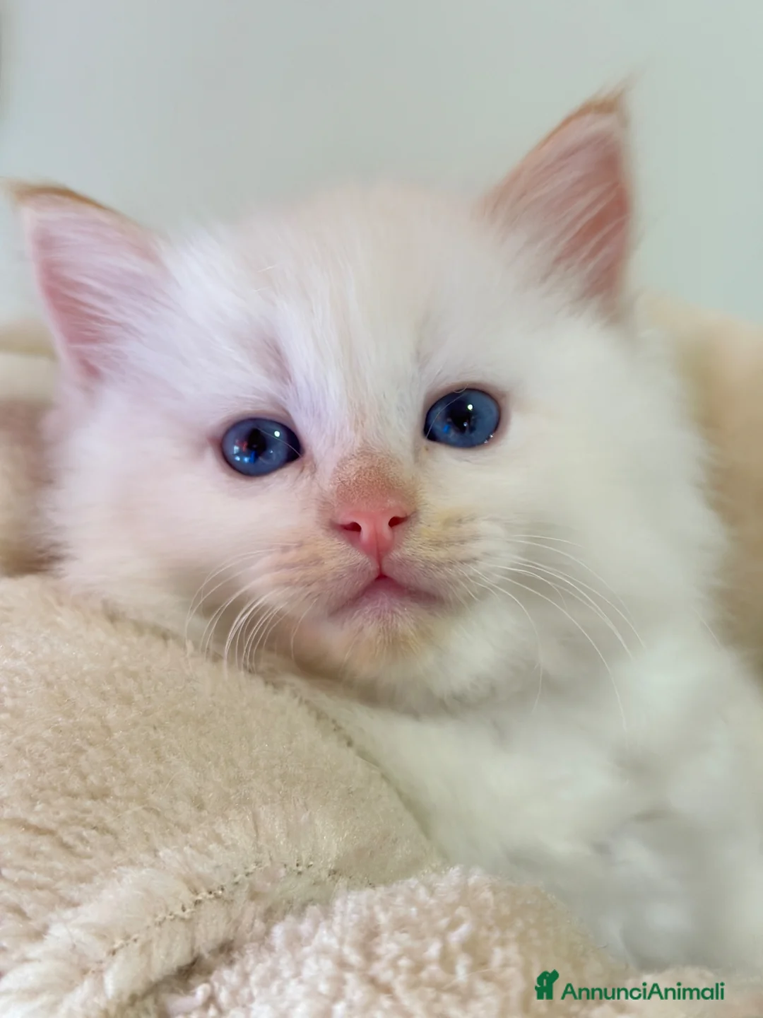 Ragdoll gatti in vendita: Ragdoll maschietti Red e Seal con pedigree - Annuncio 2