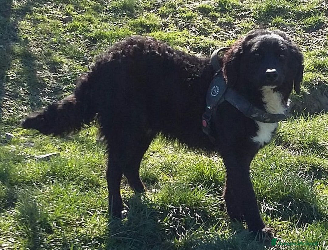 Meticcio cani in regalo: RICCIOLINO mite e tranquillo tg media - Annuncio 5