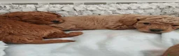Barboncino Toy cani in vendita: barboncino toy - Annuncio 4