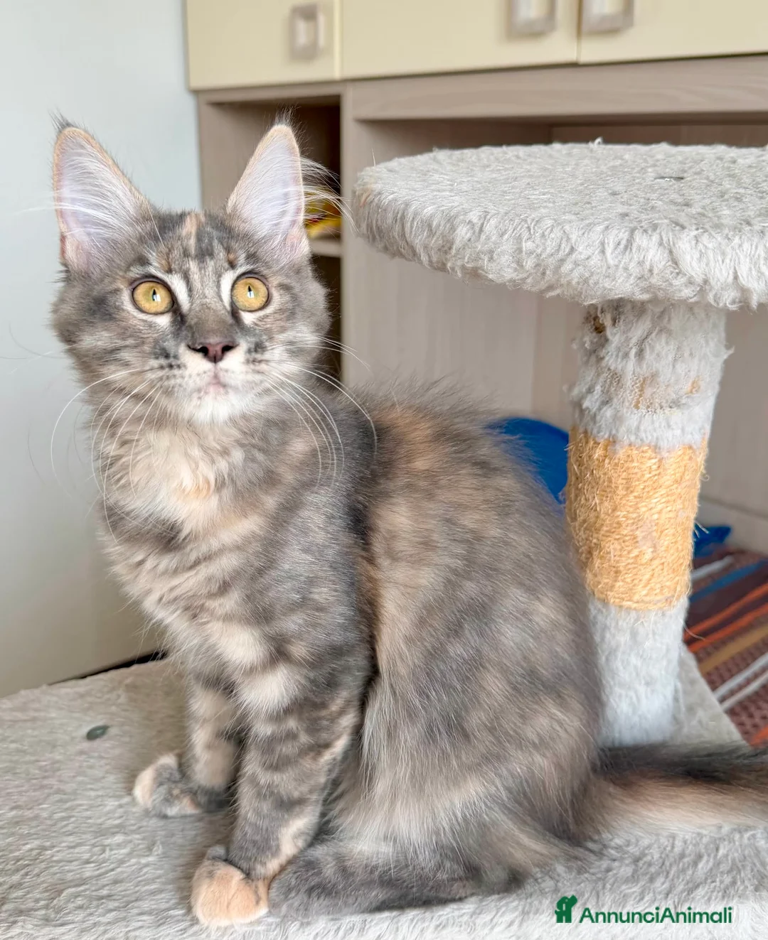 Maine Coon gatti in vendita: Cuccioli maine coon con pedigree a Provincia di Bergamo - Annuncio 5