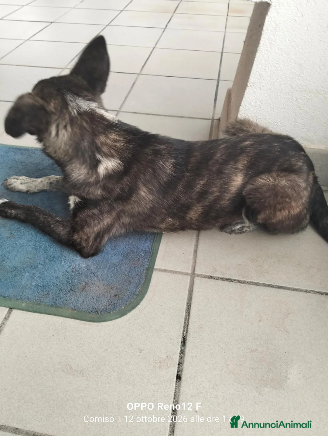 Meticcio cani in regalo: Cucciola affettuosissima a Libero consorzio comunale di Ragusa - Annuncio 7