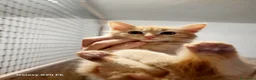 Meticcio gatti in regalo: Rollo e Floky cuccioli pelo semilungo - Annuncio 2