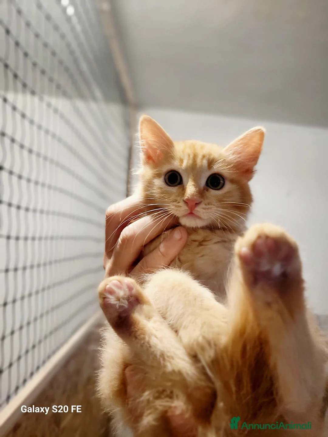 Meticcio gatti in regalo: Rollo e Floky cuccioli pelo semilungo - Annuncio 2