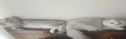 Scottish gatti in vendita: Splendide gattine Scottish (Fold/Straight)  6 mesi a Provincia di Brescia - Annuncio 5