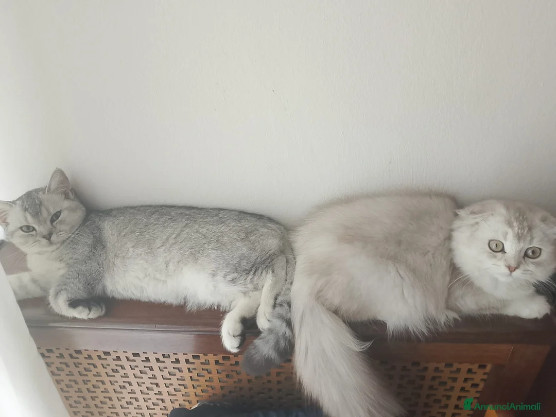 Scottish gatti in vendita: Splendide gattine Scottish (Fold/Straight)  6 mesi a Provincia di Brescia - Annuncio 5