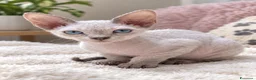 Sphynx gatti in vendita: Femmina don sphynx  - Annuncio 3
