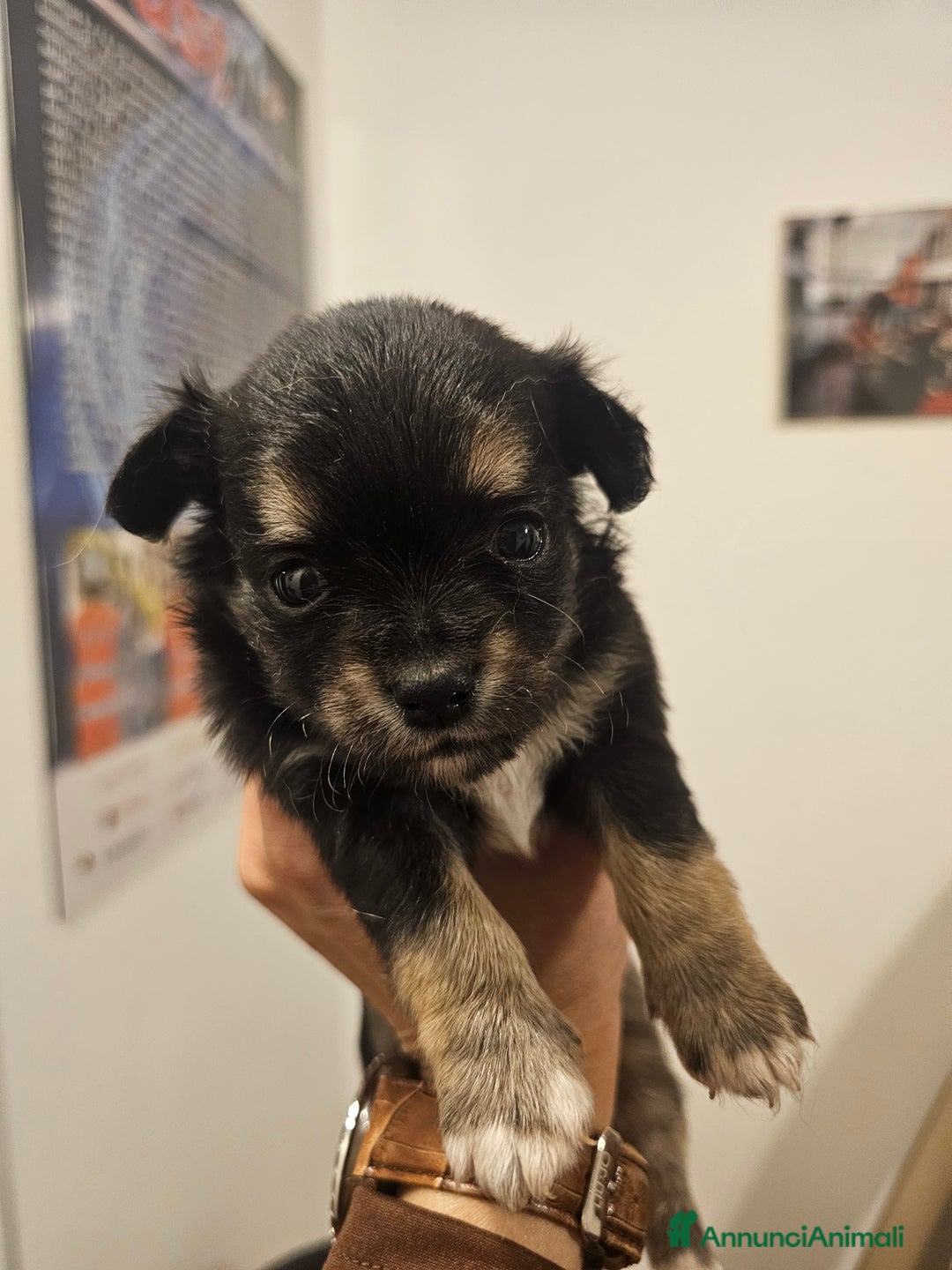 Chihuahua cani in vendita: 2 cucciolo chihuahua - Annuncio 4