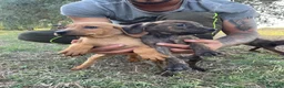Segugio Maremmano cani in vendita: Cucciolata segugi maremmani  - Annuncio 7