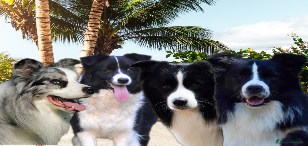 Immagine della galleria {{count}}