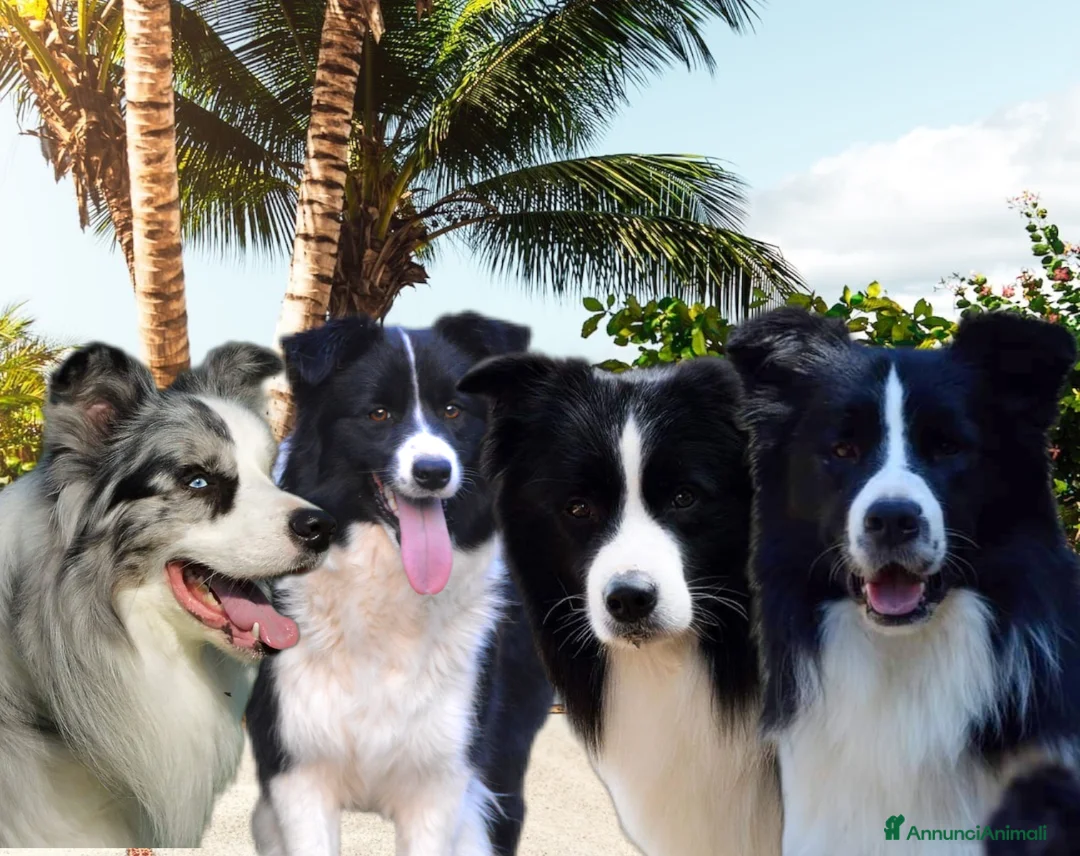 Immagine della galleria {{count}}