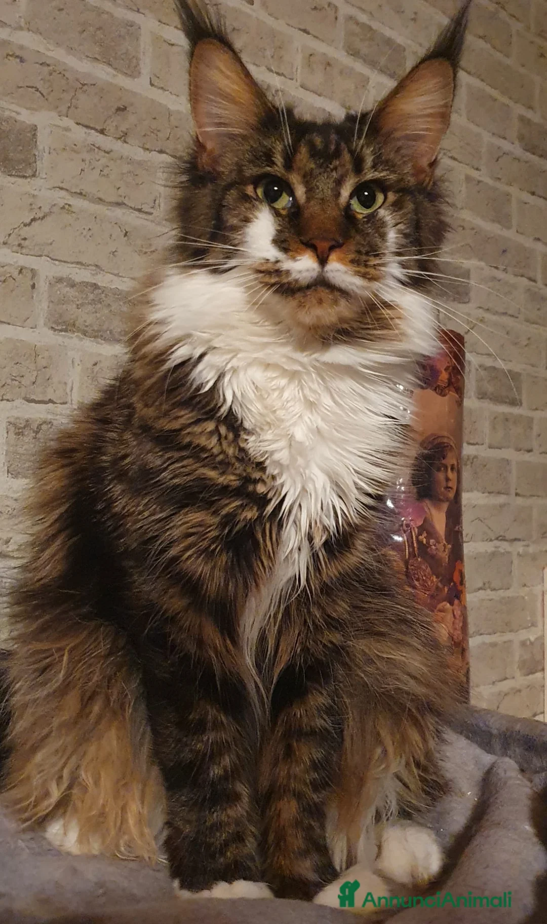 Maine Coon gatti in vendita: Cuccioli di Maine Coon - Annuncio 13