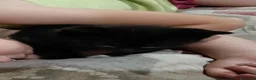 Meticcio gatti in regalo: regalo gattini - Annuncio 3