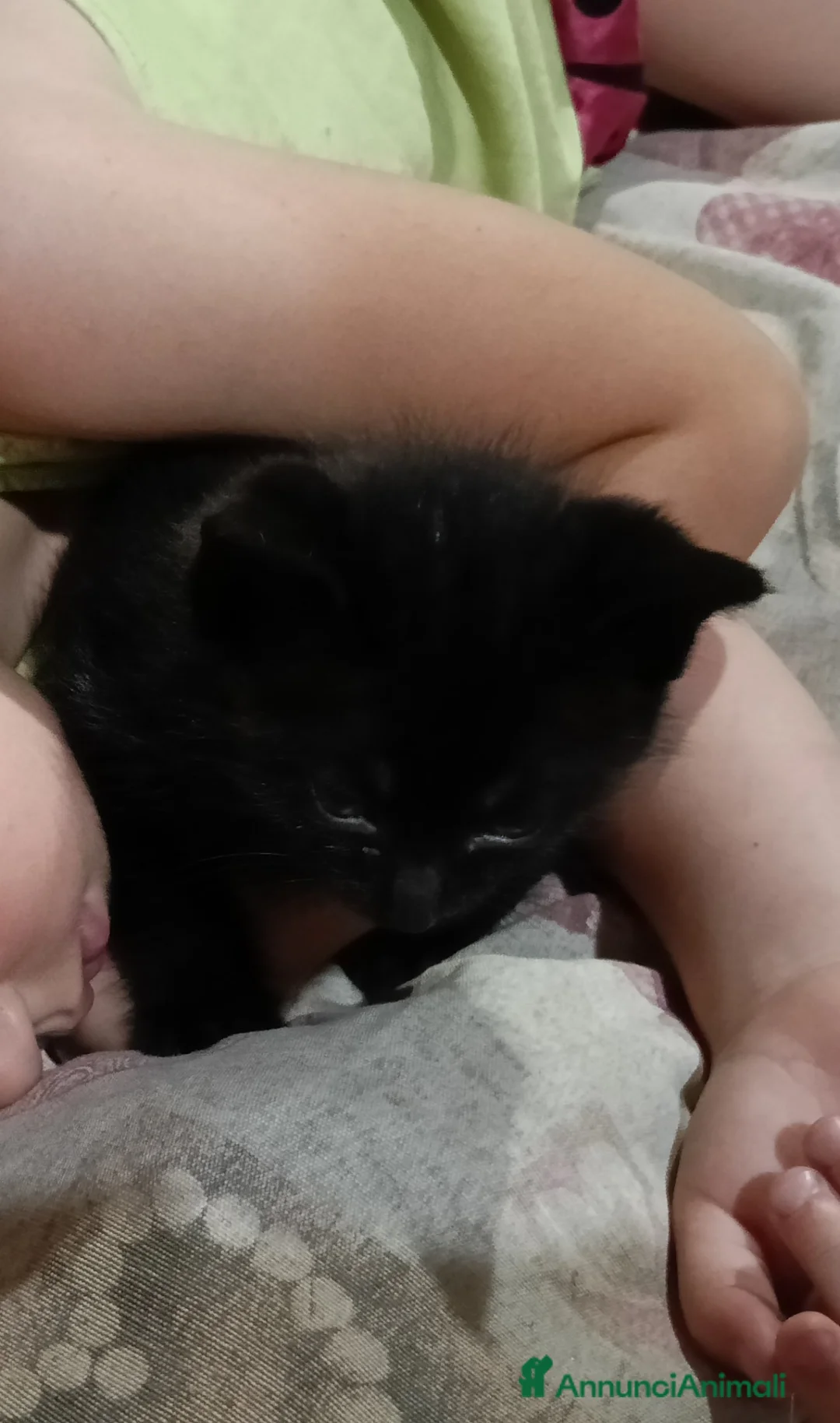 Meticcio gatti in regalo: regalo gattini - Annuncio 3