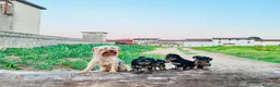 Yorkshire cani in vendita: CUCCIOLI DI YORKSHIRE TERRIER DISPONIBILI a Provincia di Vicenza - Annuncio 12
