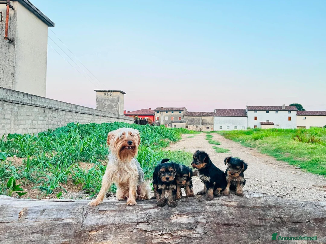 Yorkshire cani in vendita: CUCCIOLI DI YORKSHIRE TERRIER DISPONIBILI a Provincia di Vicenza - Annuncio 12