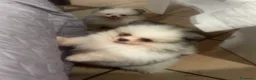 Volpino Pomerania cani in vendita: Cuccioli volpino di pomerania a Città metropolitana di Roma Capitale - Annuncio 3