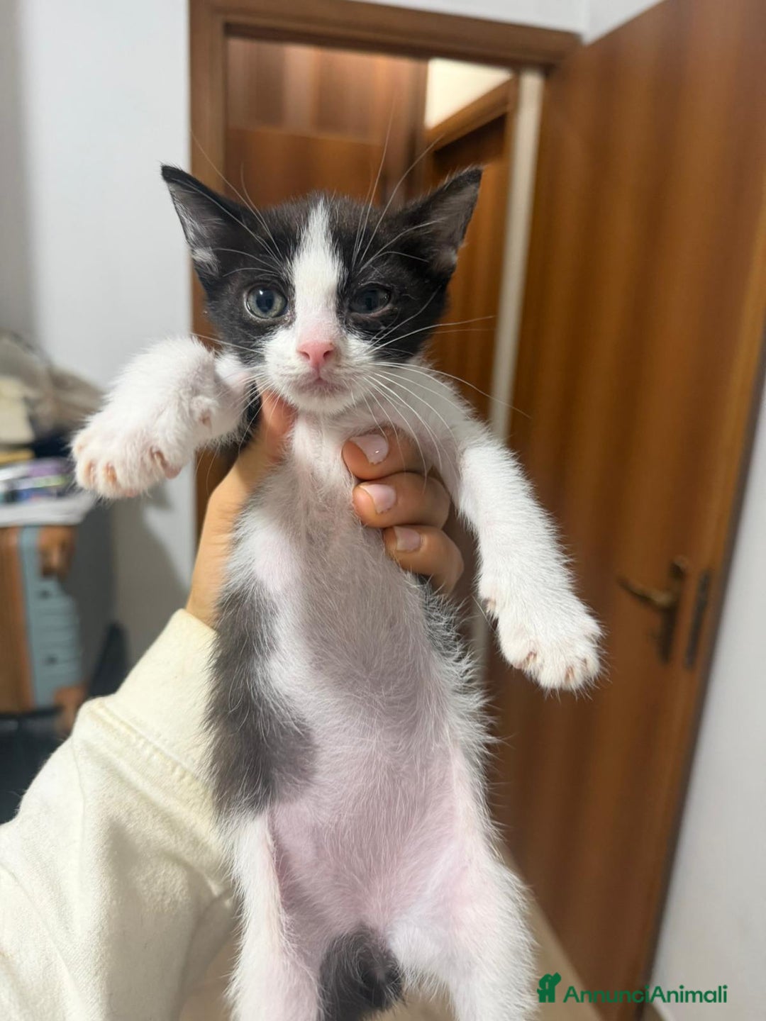 Europeo gatti in regalo: Gattini nati in casa - Annuncio 3