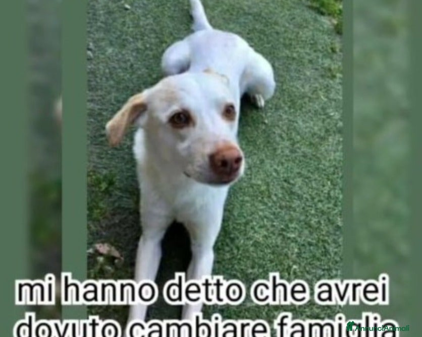 Meticcio cani 5anni RINUNCIA DI PROPRIETà!URGENTE PIACENZA a Piacenza - Annuncio 2