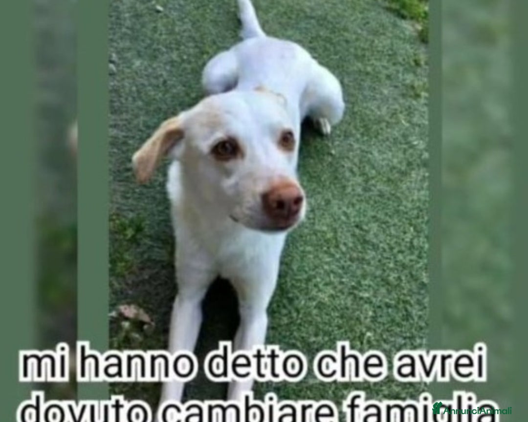 Meticcio cani in regalo: 5anni RINUNCIA DI PROPRIETà!URGENTE PIACENZA a Piacenza - Annuncio 2