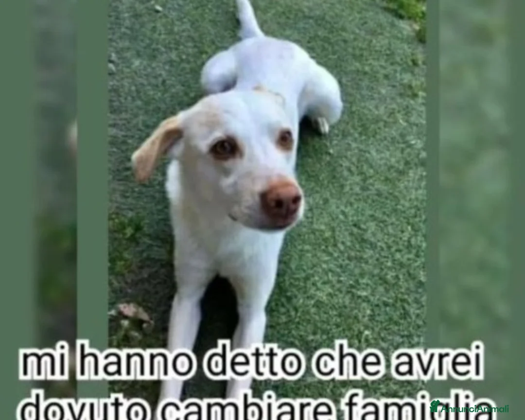 Meticcio cani in regalo: 5anni RINUNCIA DI PROPRIETà!URGENTE PIACENZA a Piacenza - Annuncio 2