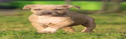 Pitbull cani in vendita: Cuccioli Pit Bull pronta consegna  - Annuncio 36
