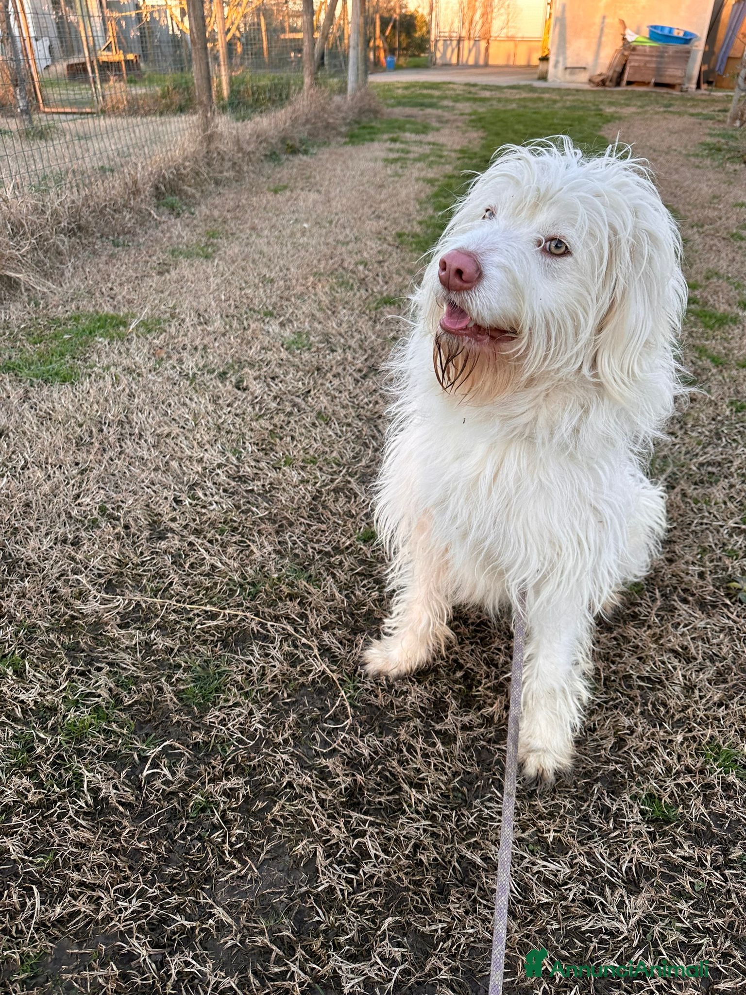 Meticcio cani BUTTATO VIA DALLA SUA FAMIGLIA  - Annuncio 29
