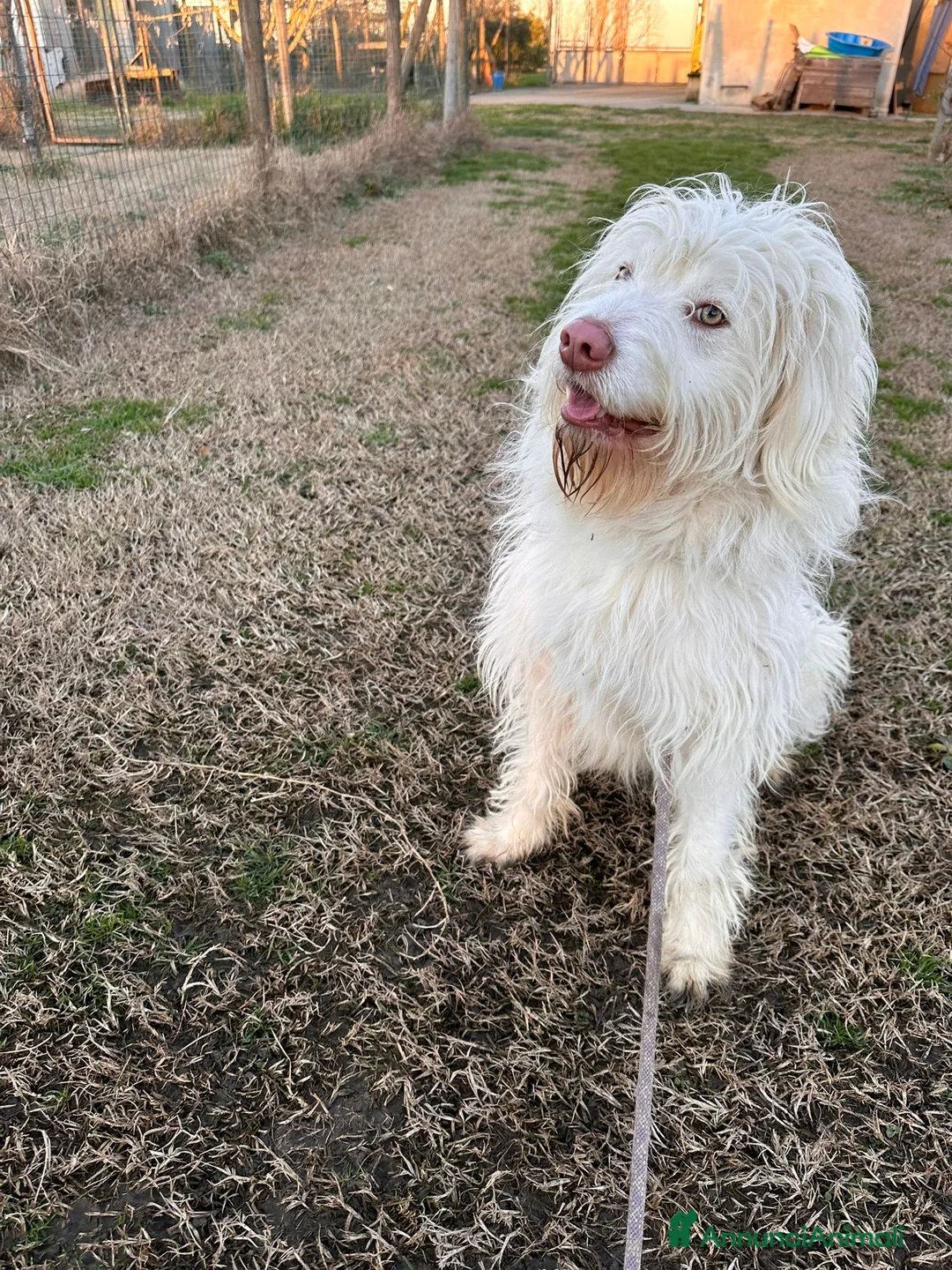 Meticcio cani in regalo: BUTTATO VIA DALLA SUA FAMIGLIA  - Annuncio 1