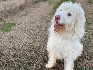 Meticcio cani BUTTATO VIA DALLA SUA FAMIGLIA - Annuncio 29