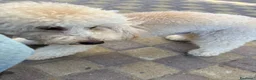 Barbone cani in vendita: Barboncino a Provincia di Catanzaro - Annuncio 2