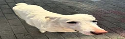 Meticcio cani in regalo: GENNA CERCA CASA - Annuncio 6
