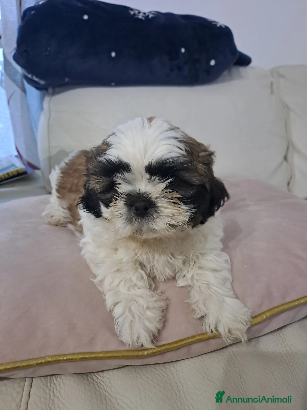 Shih Tzu cani in vendita: Shitsu  - Annuncio 3