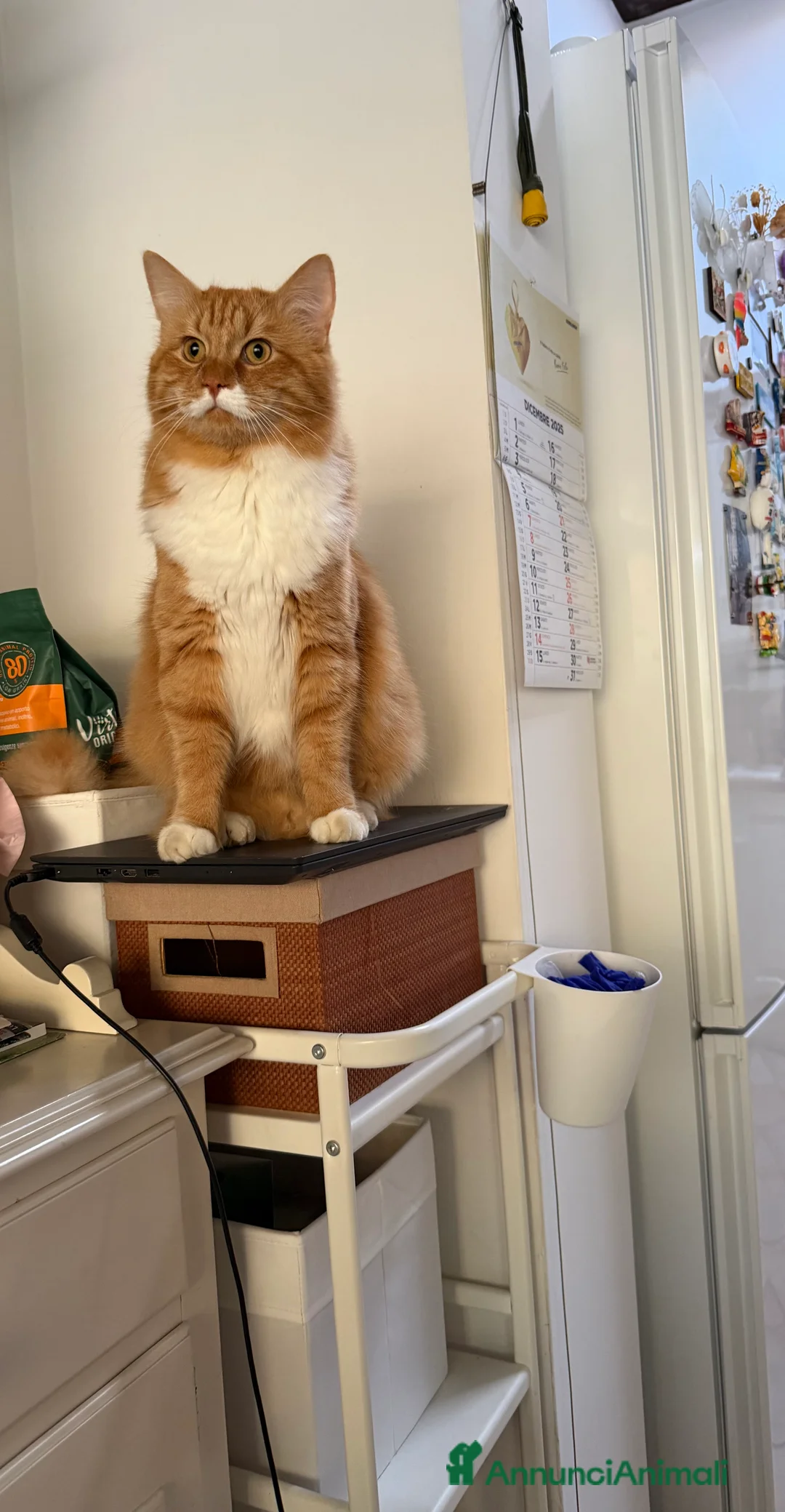 Meticcio gatti per accoppiamento: Cerco Micina rossa  - Annuncio 2