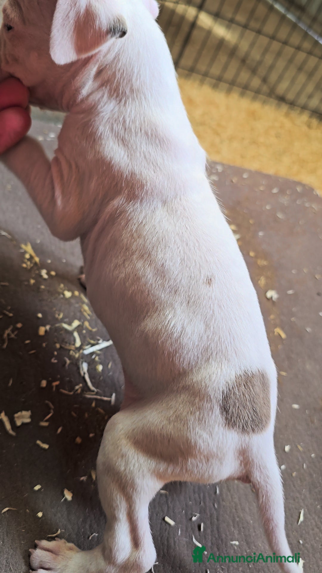 American Staffordshire cani in vendita: Cuccioli Amstaff  - Annuncio 16